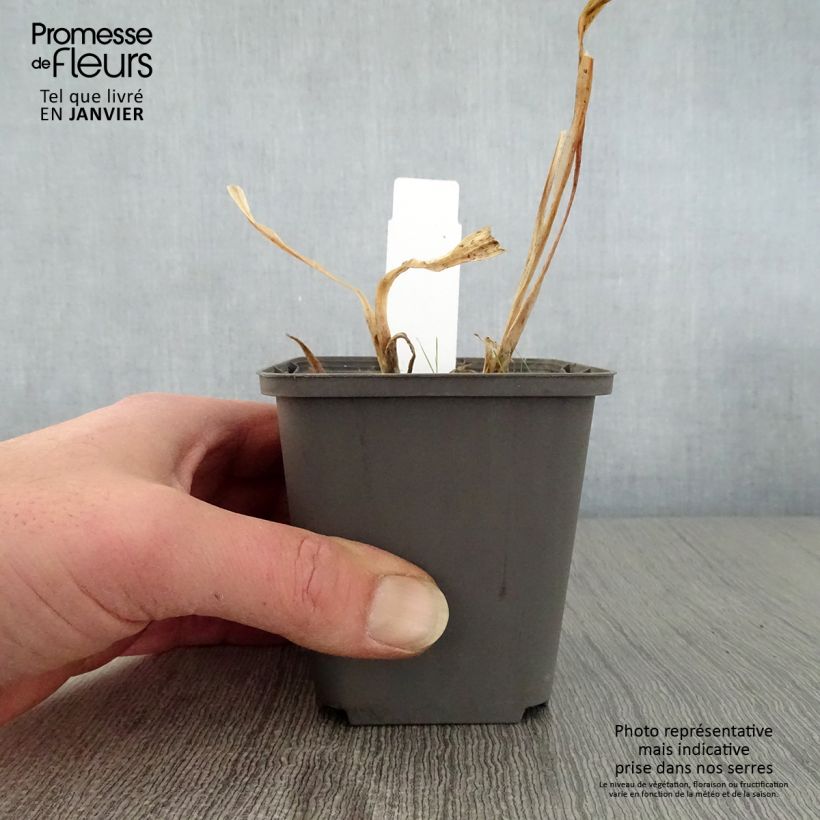 Agapanthus Polar Ice Vasetto da 8/9 cm esemplare consegnato in inverno