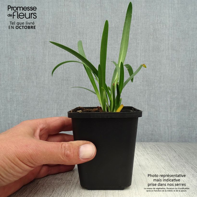 Esemplare di Agapanthus Pretty Sandy Vasetto da 8/9 cm come consegnato in autunno