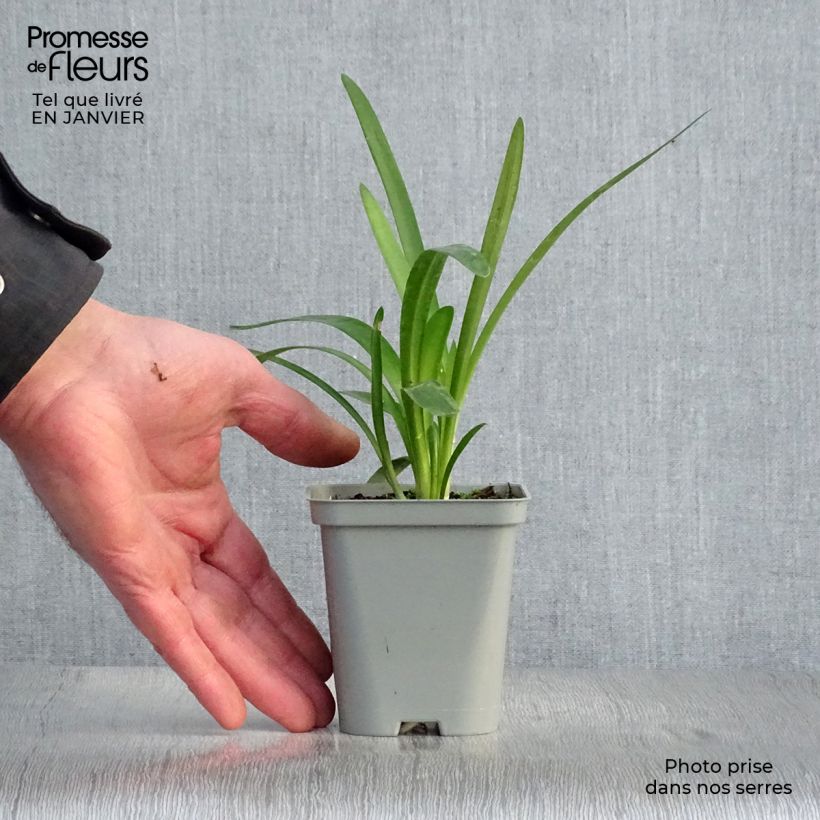 Agapanthus Pretty Sandy Vasetto da 8/9 cm esemplare consegnato in inverno