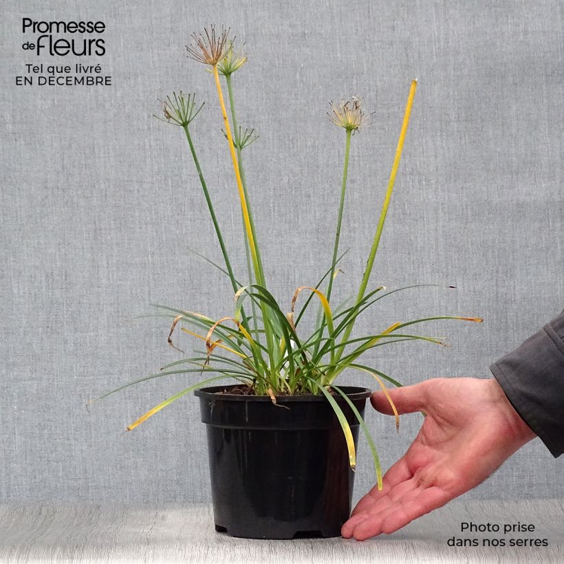 Agapanthus Pretty Sandy Vaso da 2L/3L esemplare consegnato in inverno