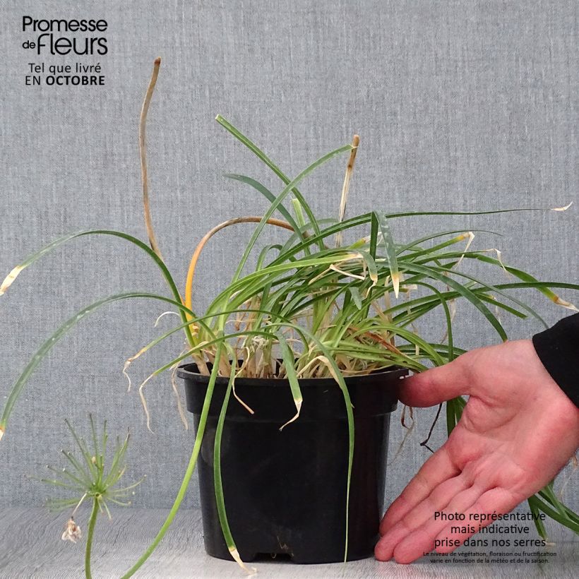 Esemplare di Agapanthus Pretty Sandy Vaso da 2L/3L come consegnato in autunno