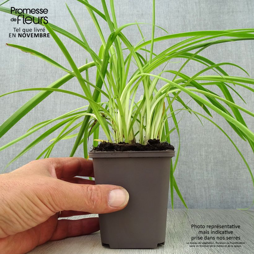 Esemplare di Agapanthus Purple Cloud Vasetto da 8/9 cm come consegnato in autunno