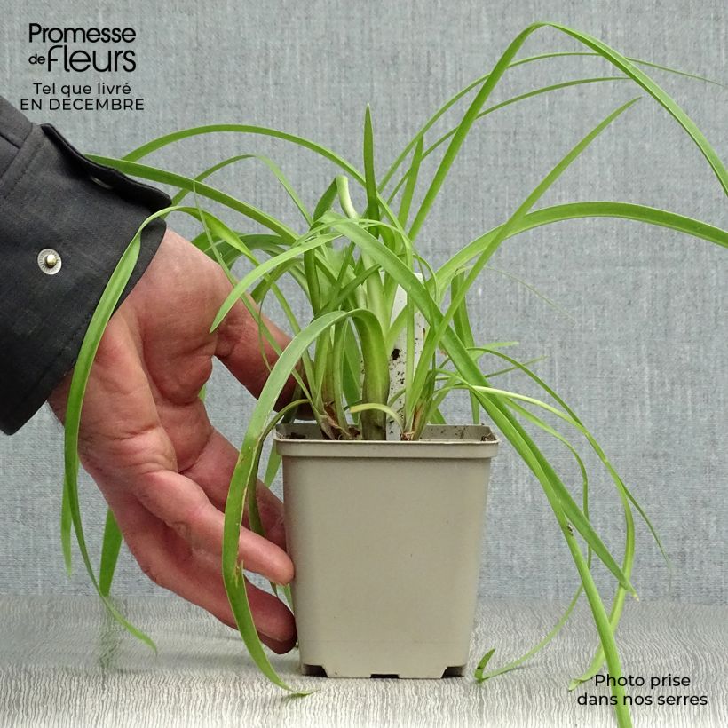 Agapanthus Purple Cloud Vasetto da 8/9 cm esemplare consegnato in inverno