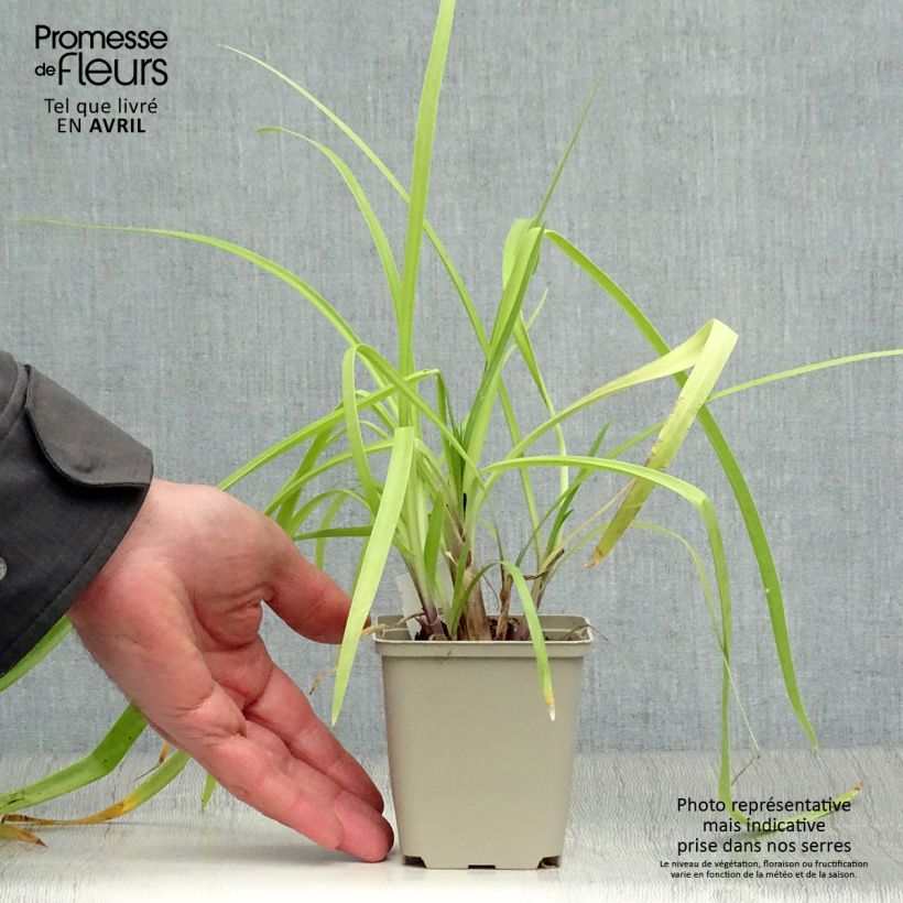 Agapanthus Purple Cloud Vasetto da 8/9 cm esemplare consegnato in primavera