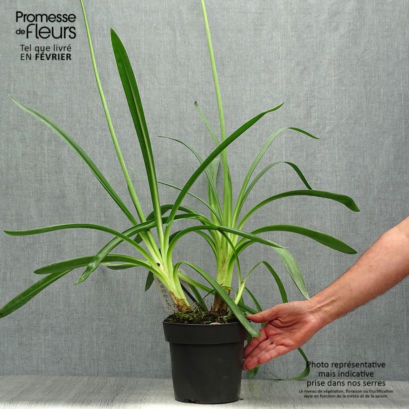 Esemplare di Agapanthus Purple Heart Vaso da 2L/3L come consegnato in autunno