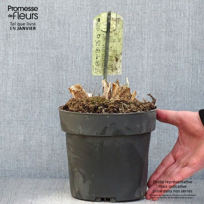 Agapanthus Purple Heart Vaso da 2L/3L esemplare consegnato in inverno