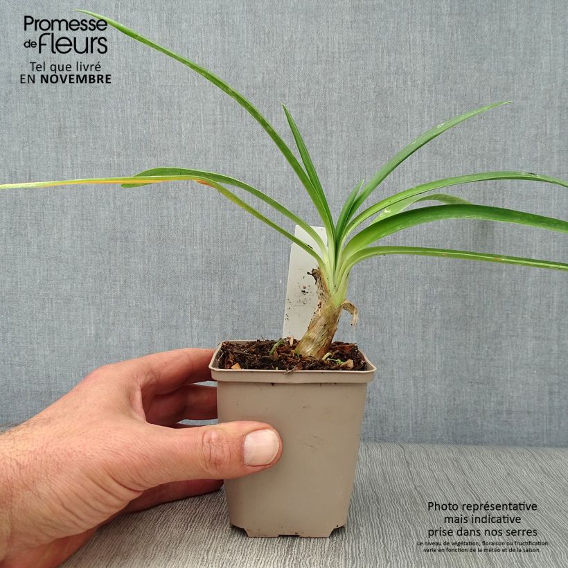 Esemplare di Agapanthus Queen Mum Vasetto da 8/9 cm come consegnato in autunno