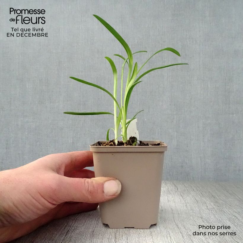 Agapanthus Queen Mum Vasetto da 8/9 cm esemplare consegnato in inverno