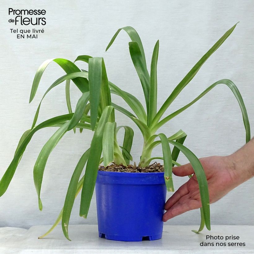 Agapanthus Queen Mum Vaso da 2L/3L esemplare consegnato in primavera