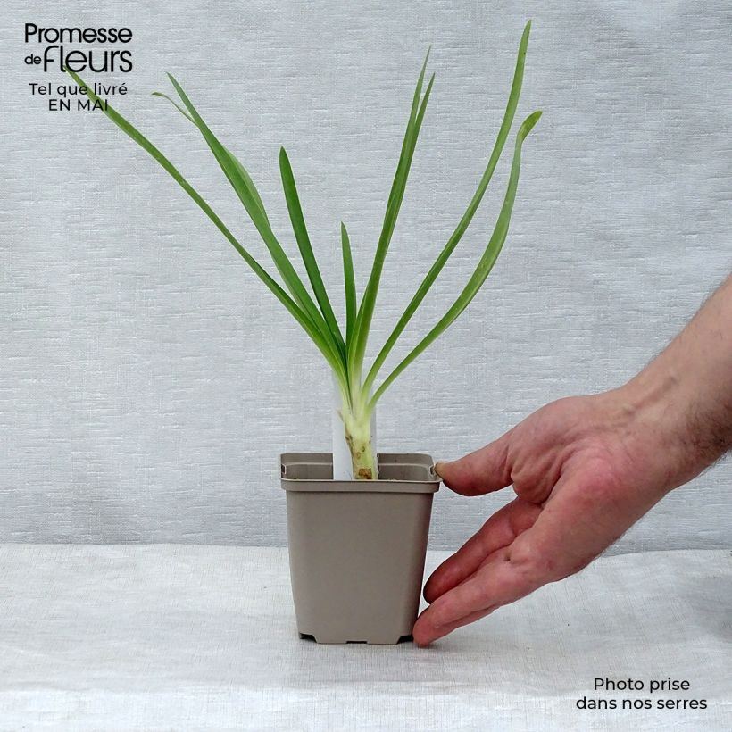 Agapanthus Queen Mum Vasetto da 8/9 cm esemplare consegnato in primavera