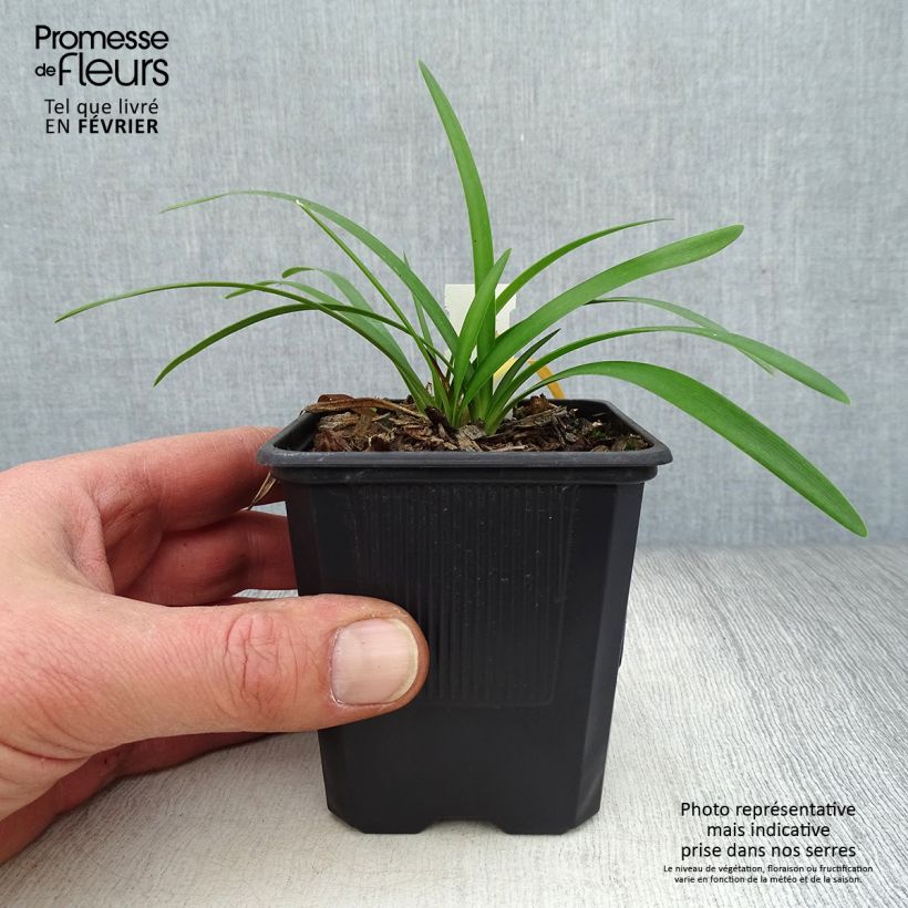 Agapanthus campanulatus Rosewarne Vasetto da 8/9 cm esemplare consegnato in inverno