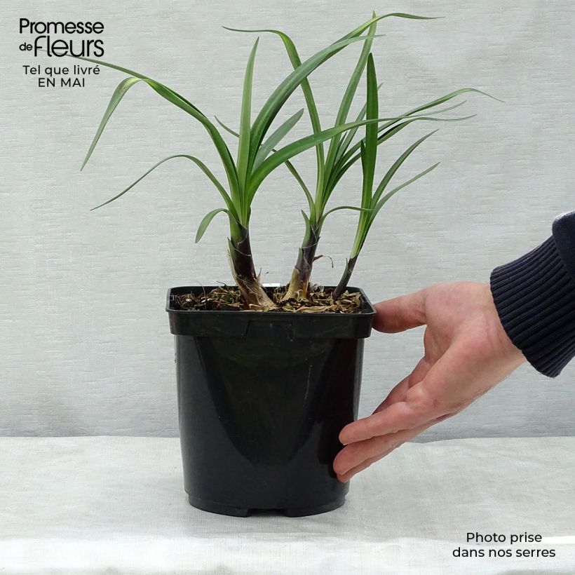 Agapanthus Royal Velvet Vaso da 2L/3L esemplare consegnato in primavera