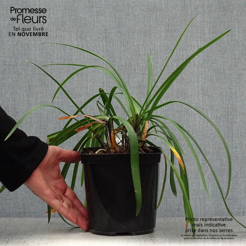 Esemplare di Agapanthus Royal Velvet Vaso da 2L/3L come consegnato in autunno