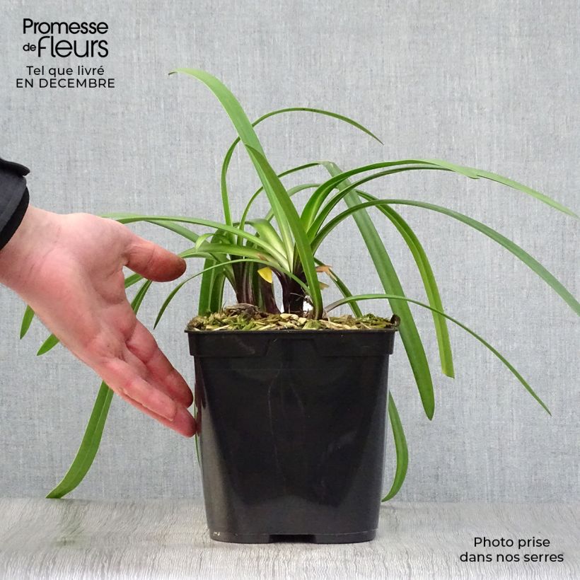 Agapanthus Royal Velvet Vaso da 2L/3L esemplare consegnato in inverno