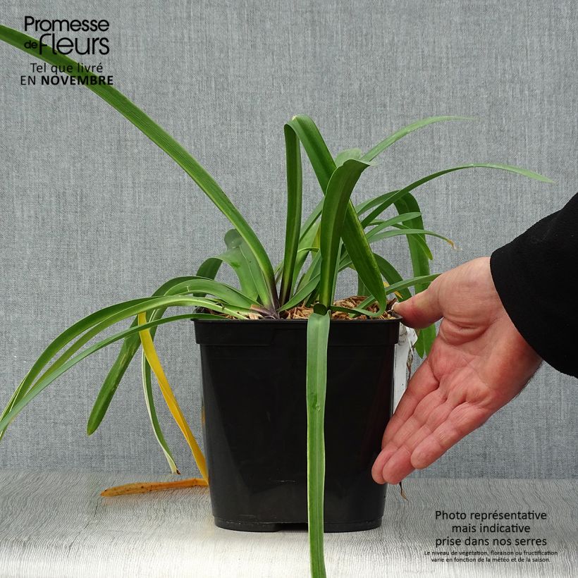 Esemplare di Agapanthus Silver Moon Vaso da 1L/1,5L come consegnato in autunno