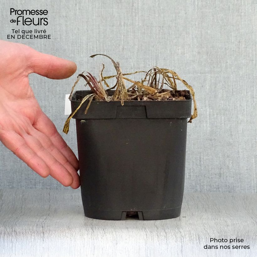 Agapanthus Silver Moon Vaso da 1L/1,5L esemplare consegnato in inverno