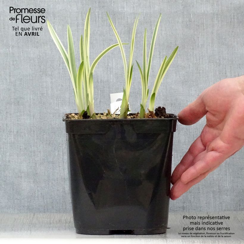 Agapanthus Silver Moon Vaso da 1L/1,5L esemplare consegnato in primavera