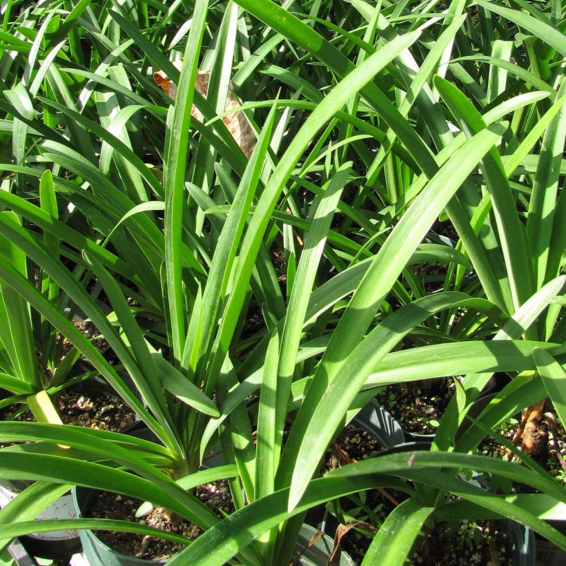 Agapanthus Stars and Stripes (Fogliame)