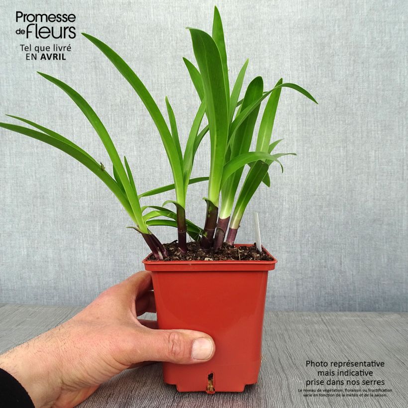 Agapanthus Stars and Stripes Vaso da 1L/1,5L esemplare consegnato in primavera