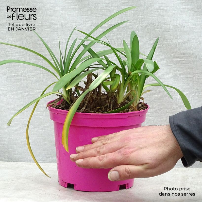 Agapanthus Strawberry Ice Vaso da 2L/3L esemplare consegnato in inverno