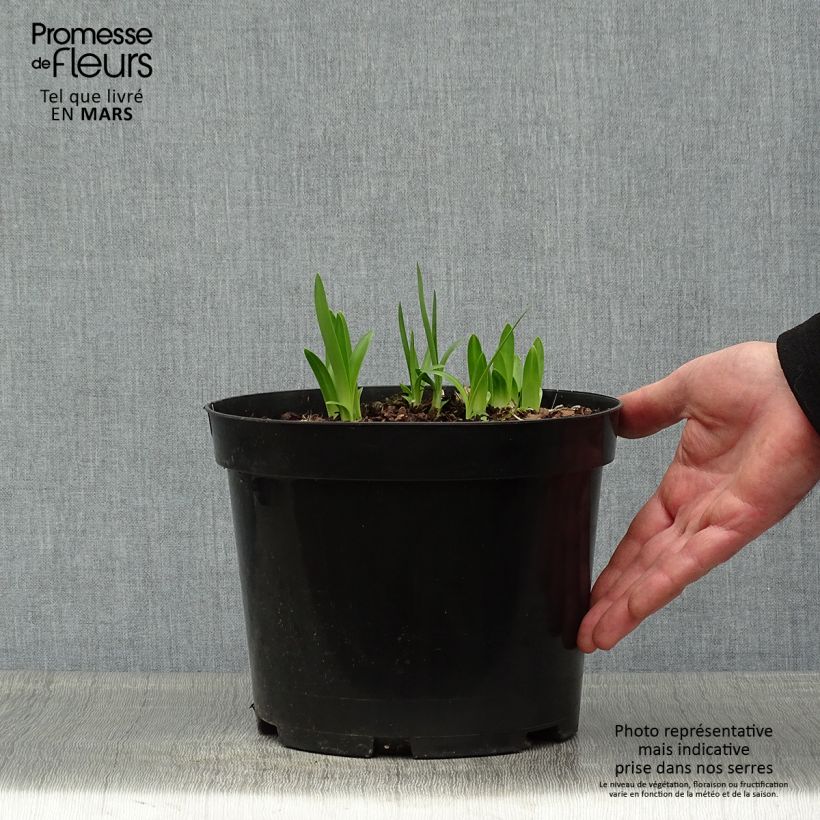 Agapanthus Sunfield Vaso da 2L/3L esemplare consegnato in primavera