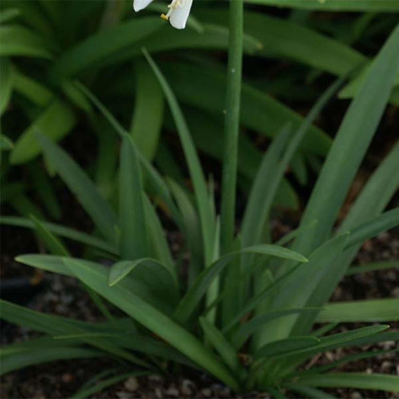 Agapanthus Thumbelina (Fogliame)