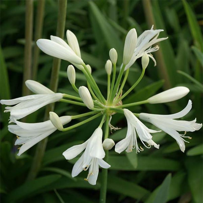 Agapanthus Thumbelina (Fioritura)