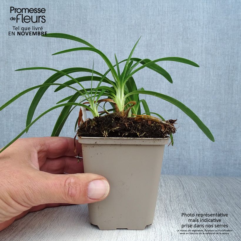 Esemplare di Agapanthus Thumbelina Vasetto da 8/9 cm come consegnato in autunno