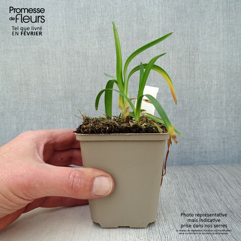 Agapanthus Thumbelina Vasetto da 8/9 cm esemplare consegnato in inverno