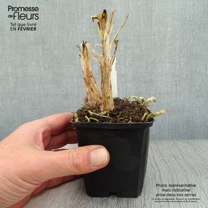 Agapanthus Twister Vasetto da 8/9 cm esemplare consegnato in inverno