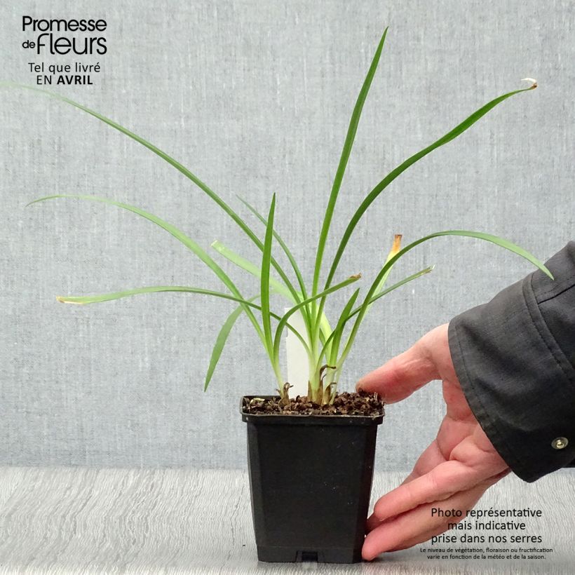 Agapanthus Twister Vasetto da 8/9 cm esemplare consegnato in primavera