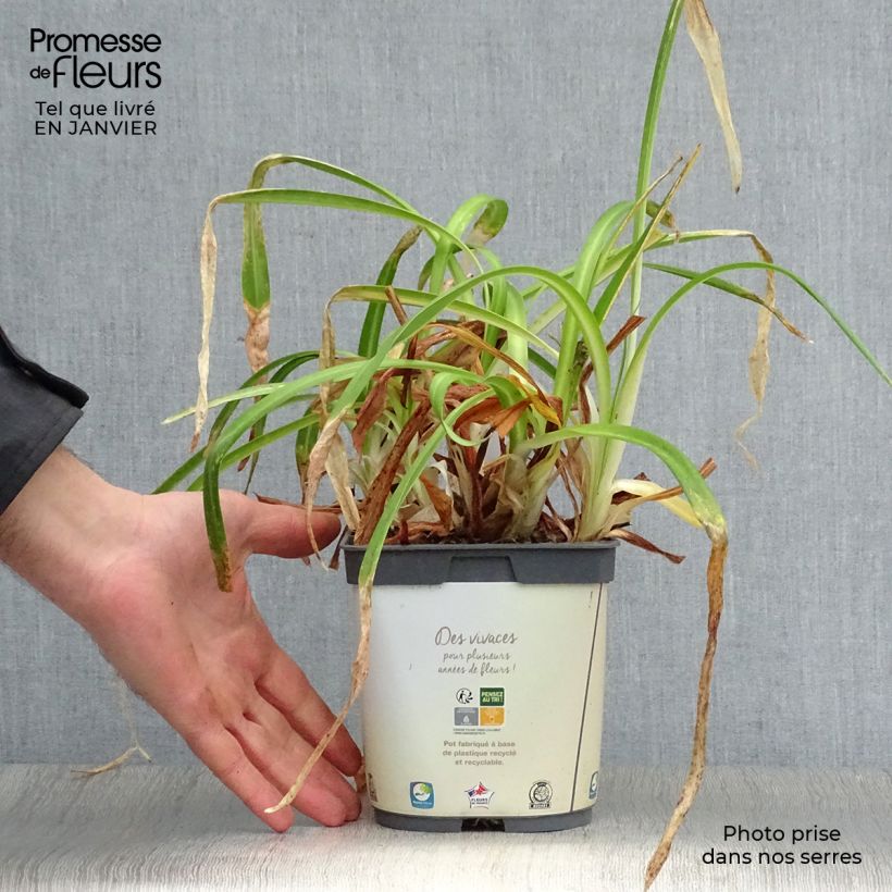 Agapanthus Twister Vaso da 1,5L/2L esemplare consegnato in inverno