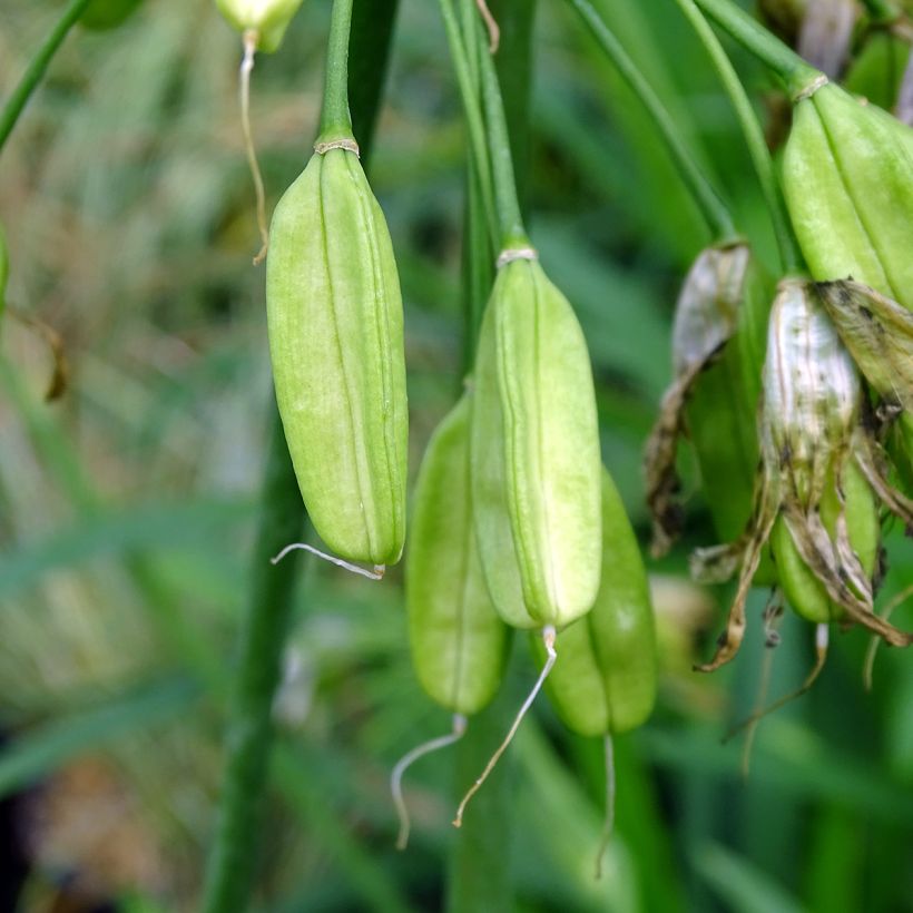 Agapanthus Twister (Raccolta)