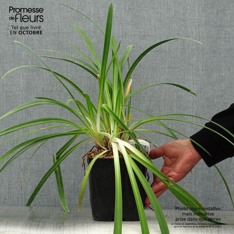 Esemplare di Agapanthus Twister Vaso da 3L/4L come consegnato in autunno