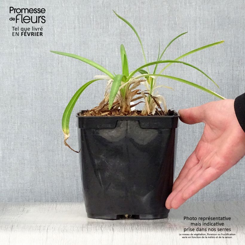 Agapanthus Twister Vaso da 3L/4L esemplare consegnato in inverno