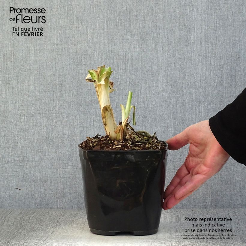 Agapanthus Vallée de l'Authion Vaso da 2L/3L esemplare consegnato in inverno