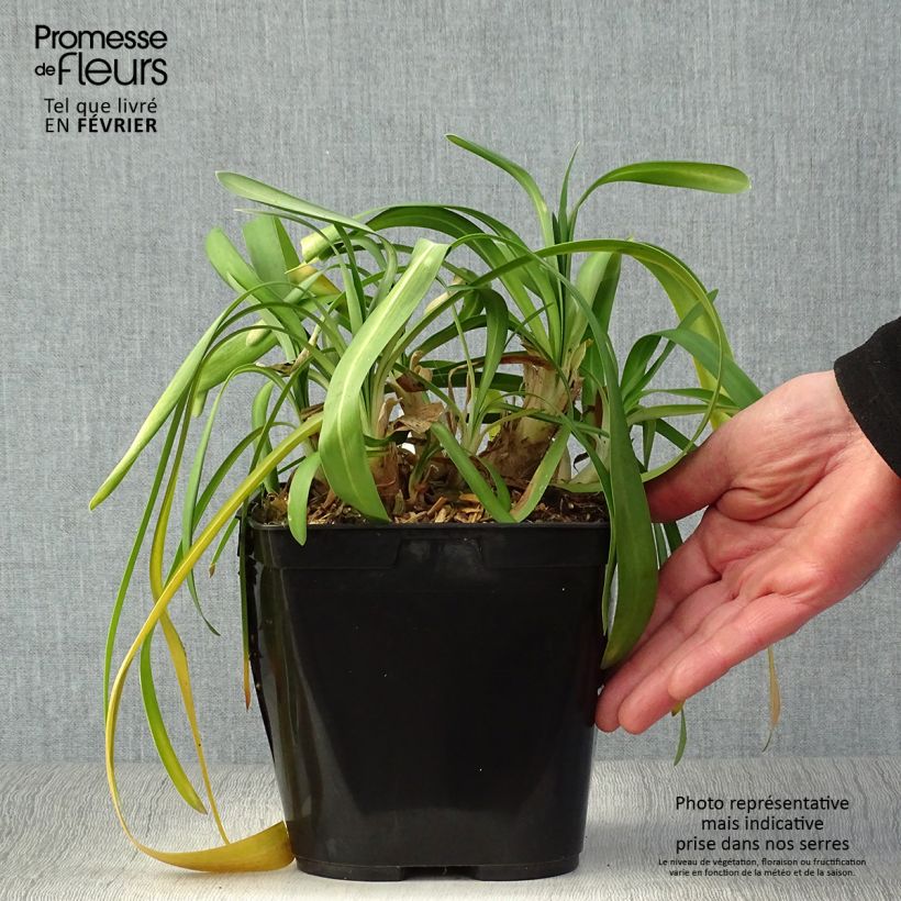 Agapanthus Vallée de la Sarthe Vaso da 2L/3L esemplare consegnato in inverno