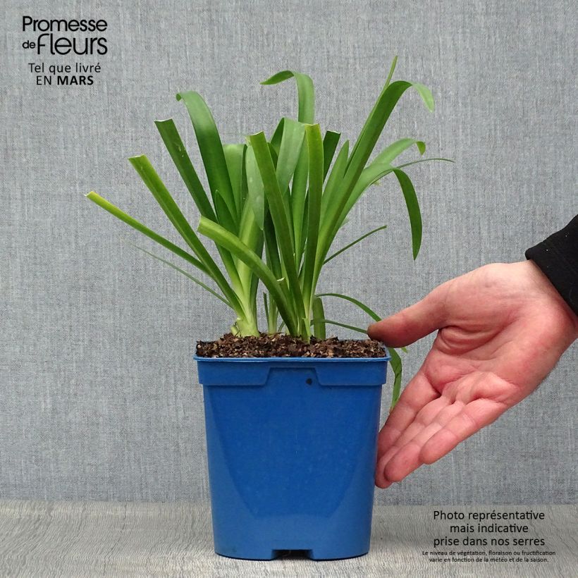 Agapanthus Vallée de la Sarthe Vaso da 2L/3L esemplare consegnato in primavera
