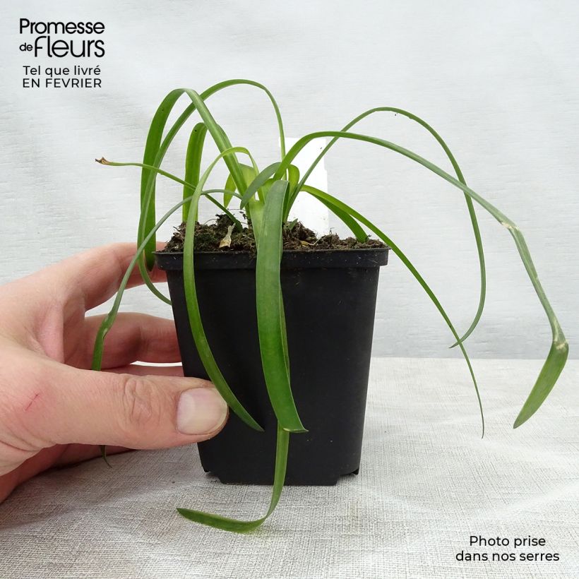 Agapanthus White Heaven Vasetto da 8/9 cm esemplare consegnato in inverno