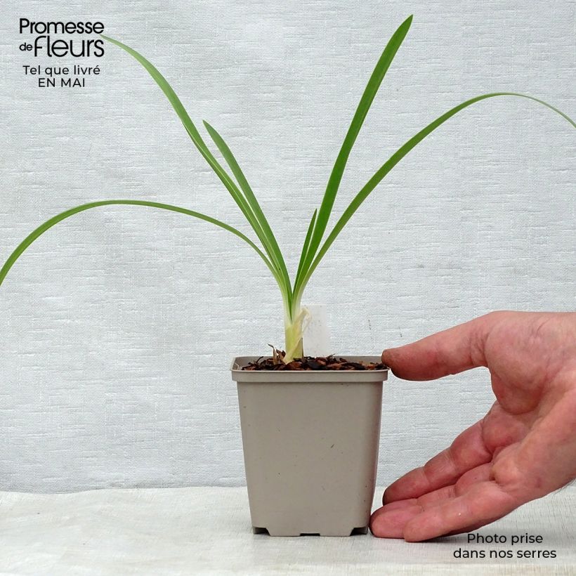 Agapanthus White Heaven Vasetto da 8/9 cm esemplare consegnato in primavera