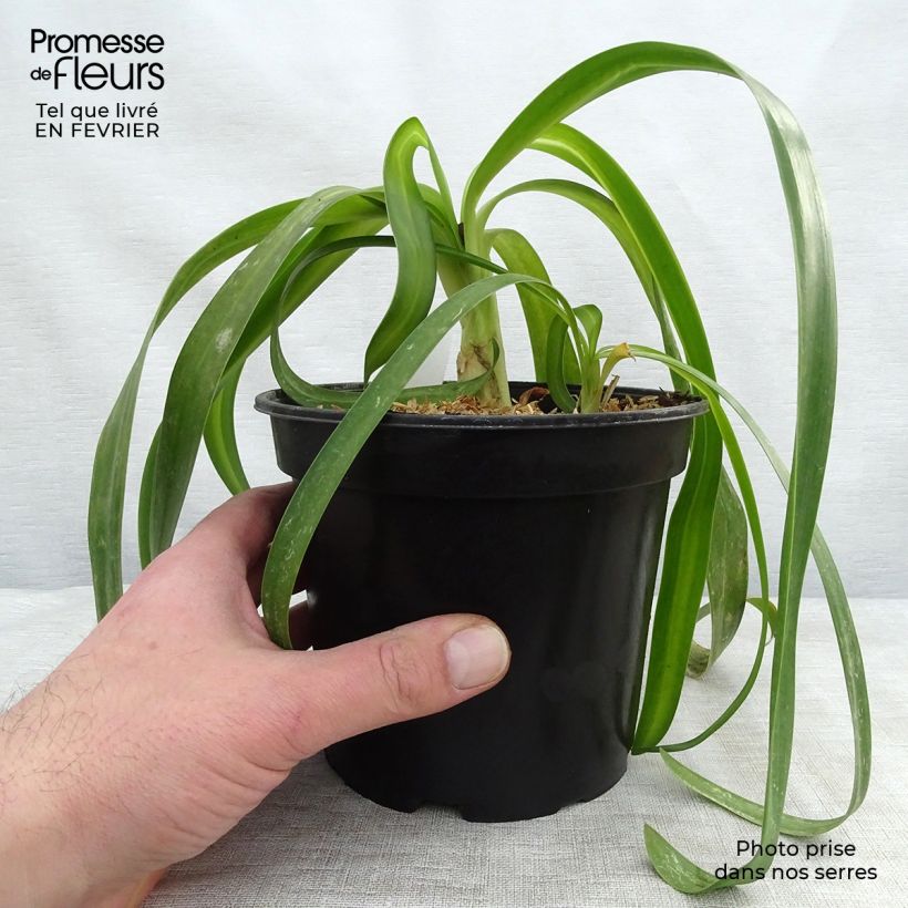 Agapanthus White Heaven Vaso da 2L/3L esemplare consegnato in inverno