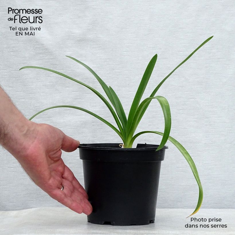 Agapanthus White Heaven Vaso da 2L/3L esemplare consegnato in primavera