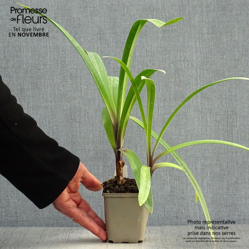 Esemplare di Agapanthus Windsor grey Vasetto da 8/9 cm come consegnato in autunno