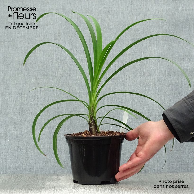 Agapanthus Windsor grey Vaso da 2L/3L esemplare consegnato in inverno