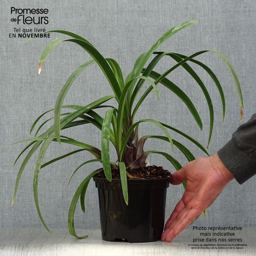 Esemplare di Agapanthus Windsor grey Vaso da 2L/3L come consegnato in autunno