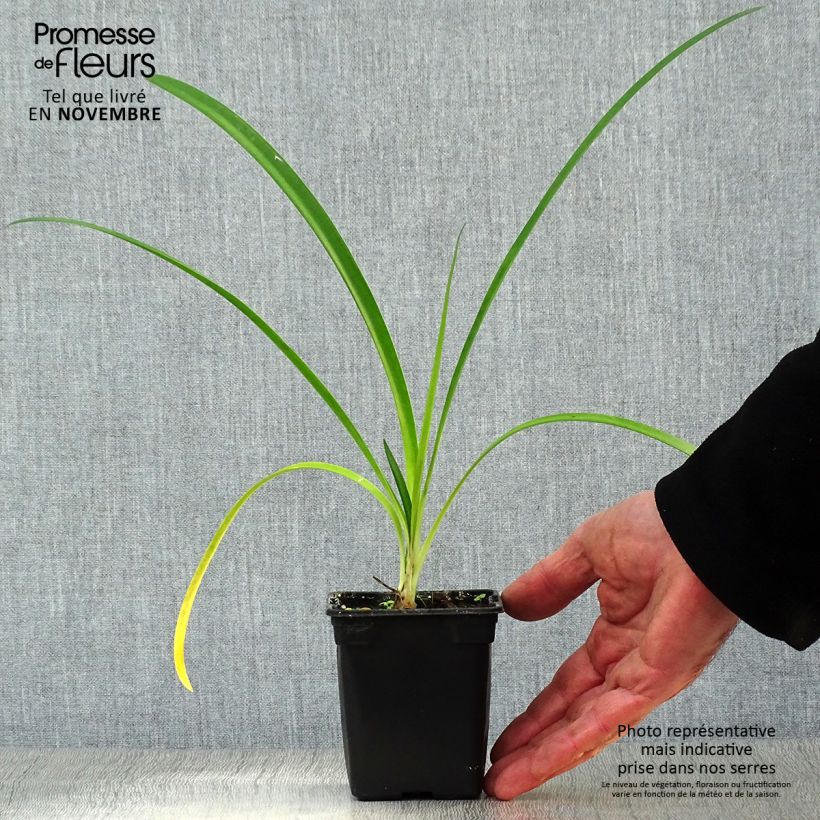 Esemplare di Agapanthus umbellatus Albus Vasetto da 7/8 cm come consegnato in autunno