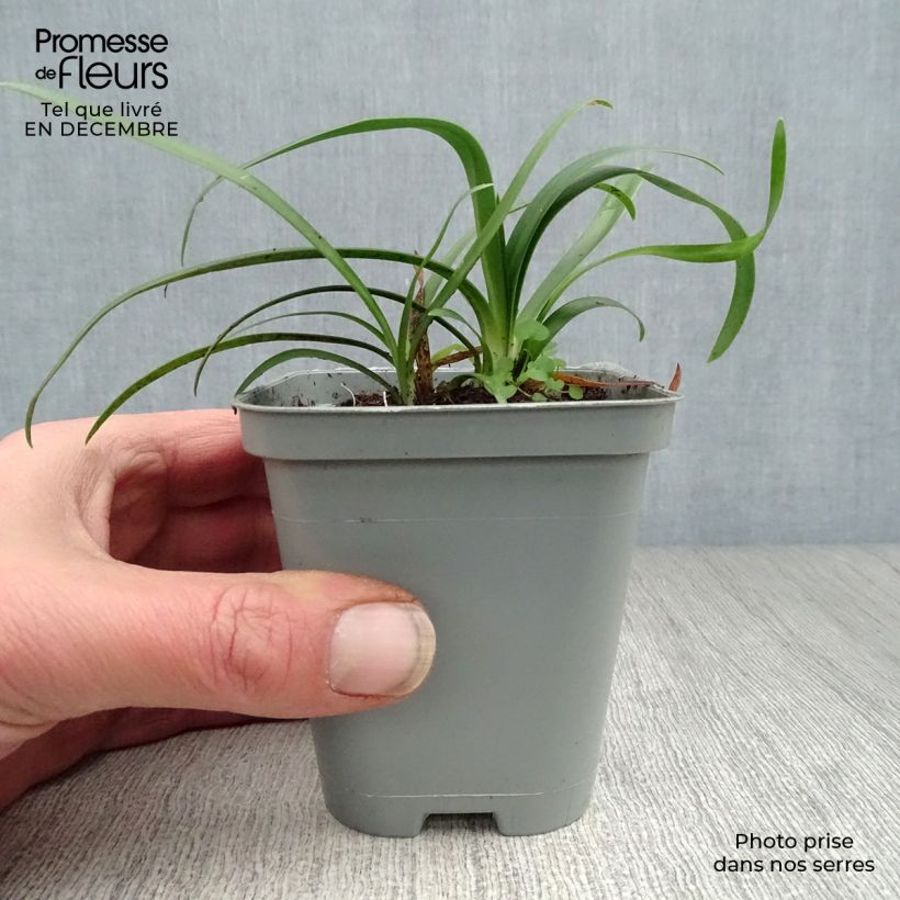 Agapanthus umbellatus Albus Vasetto da 7/8 cm esemplare consegnato in inverno