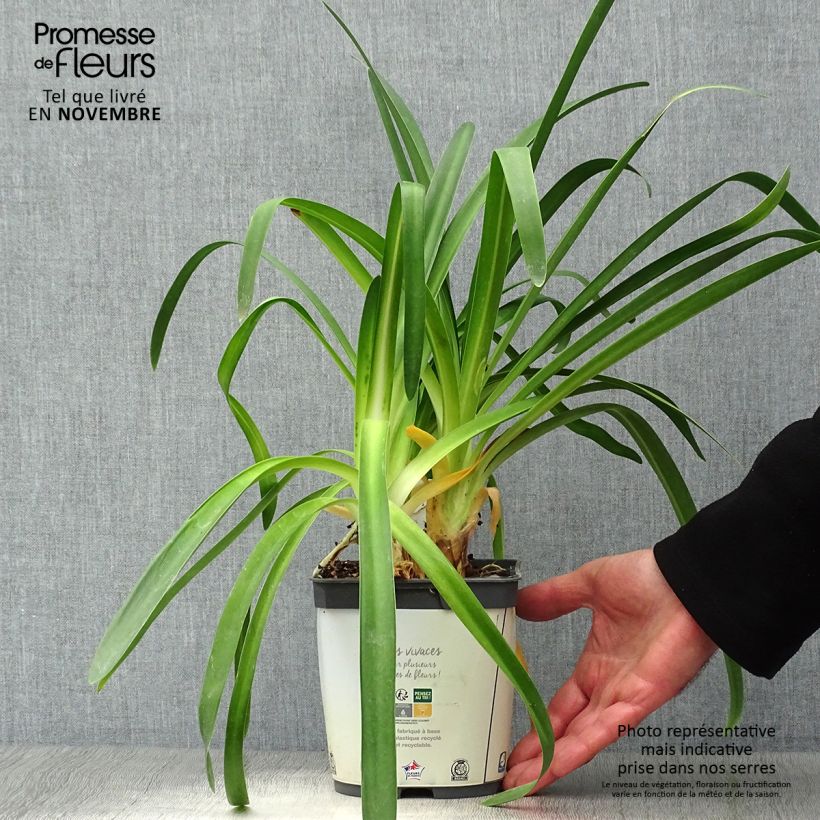 Esemplare di Agapanthus umbellatus Albus Vaso da 2L/3L come consegnato in autunno