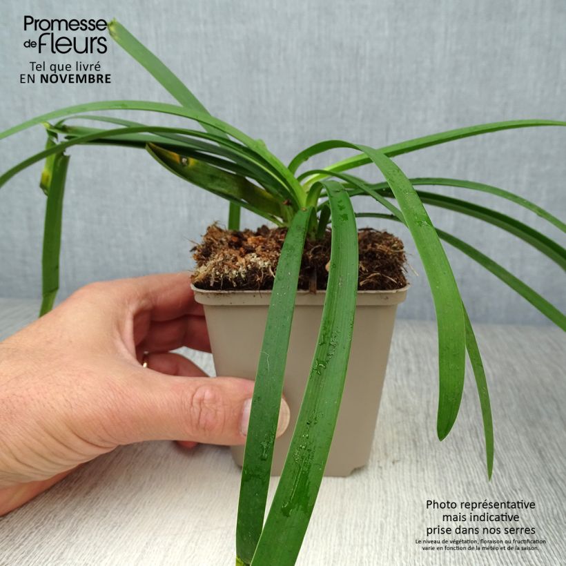 Esemplare di Agapanthus Blue Thunder Vasetto da 8/9 cm come consegnato in autunno