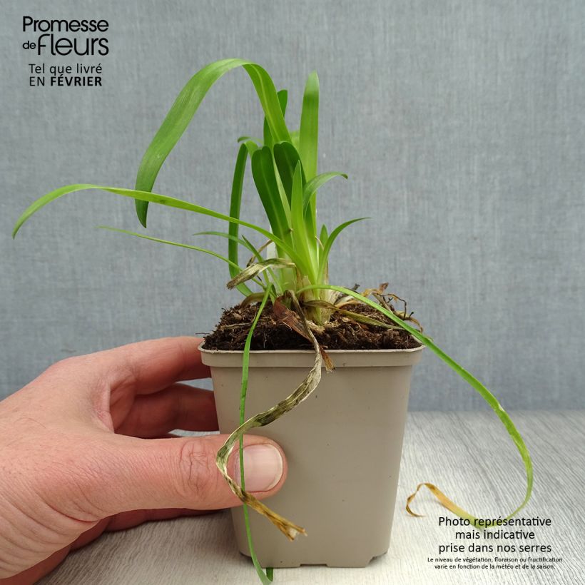 Agapanthus Blue Thunder Vasetto da 8/9 cm esemplare consegnato in inverno